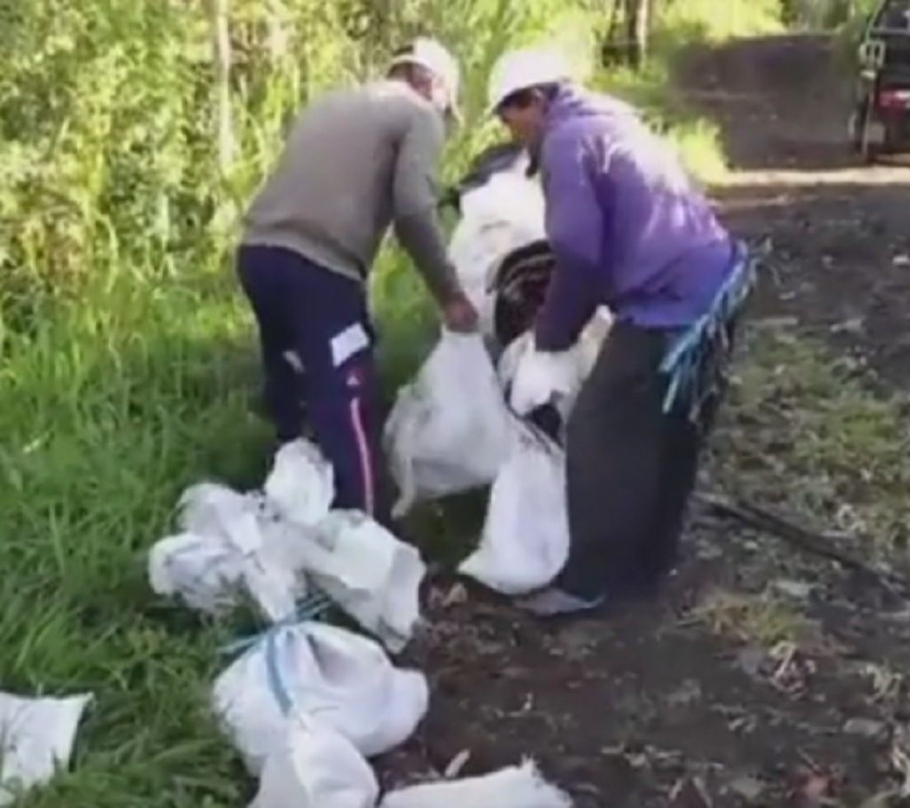 Porobljavaju pse, a onda ih kolju