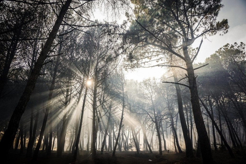 Italija šuma požar šumski požar