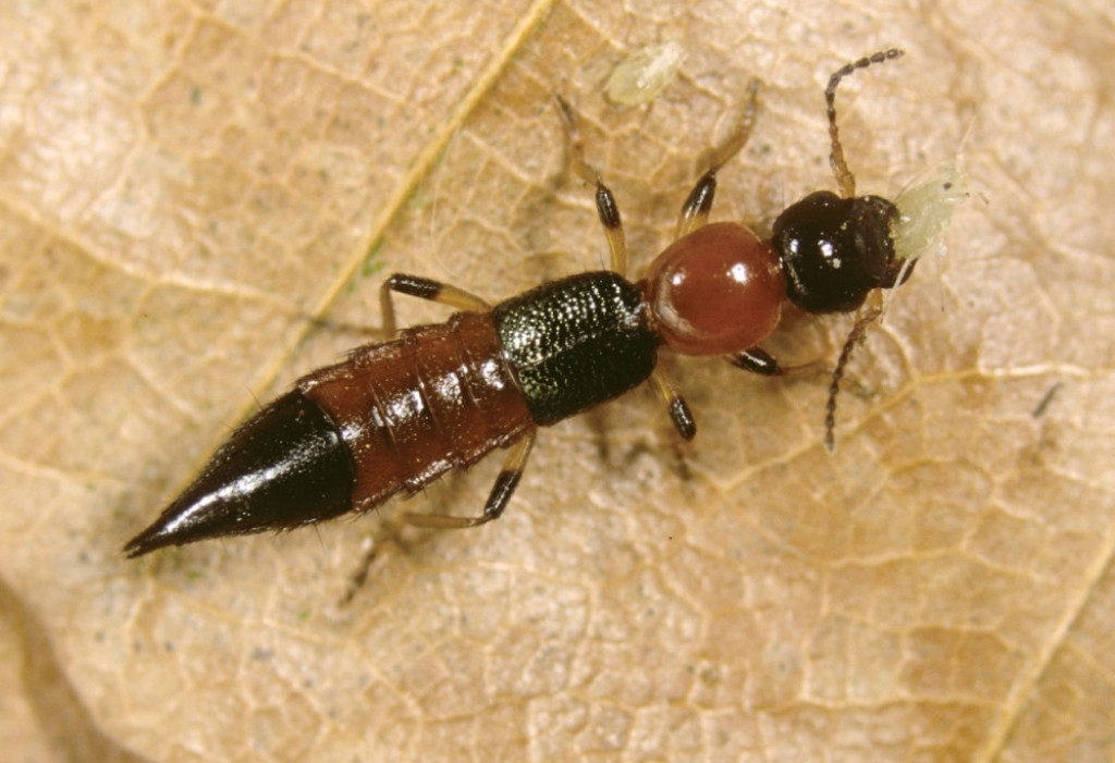 Pederus Pederus