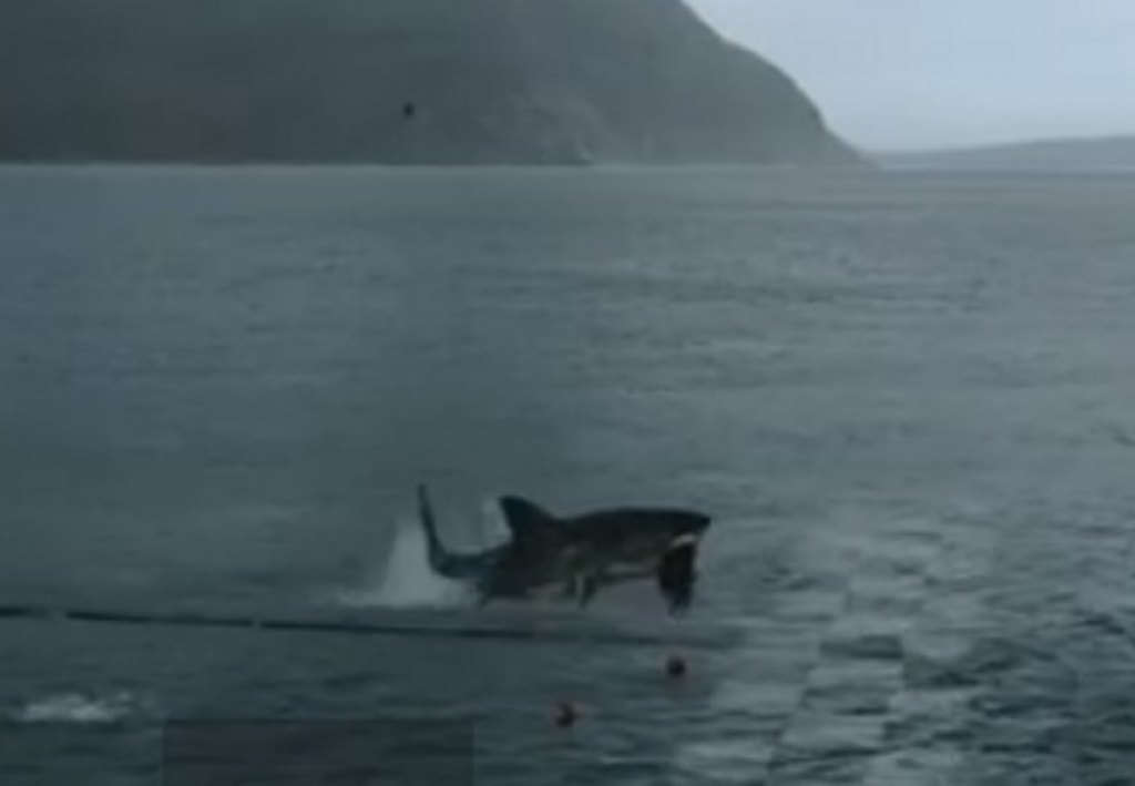 Trka Felpsa i ajkule