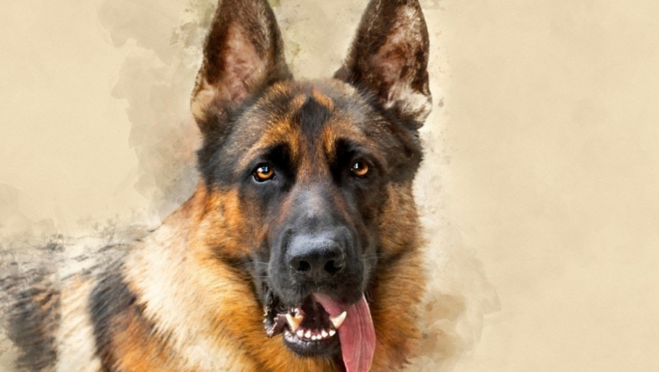 Nemački ovčar, Vučjak