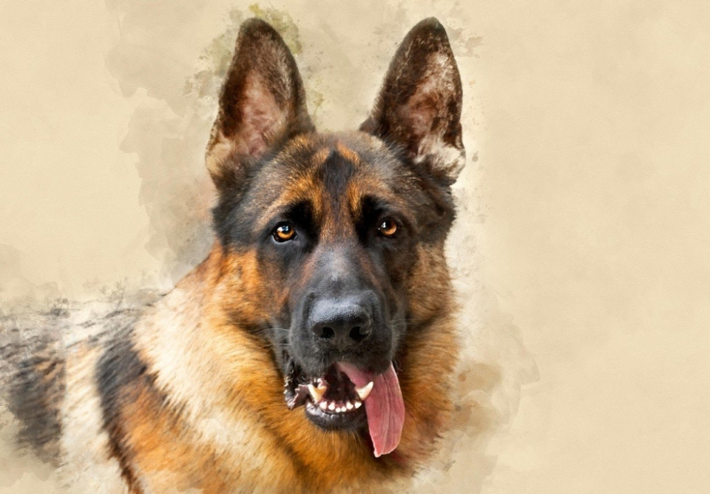 Nemački ovčar, Vučjak