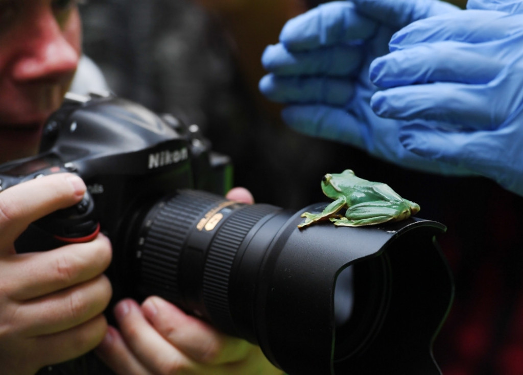 Žaba fotograf