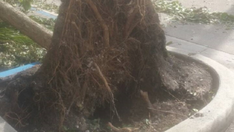 Srbe ni Irma nije oterala iz Majamija