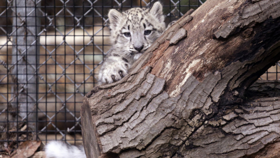 Mali leopard u zoo vrtu u Sijetlu