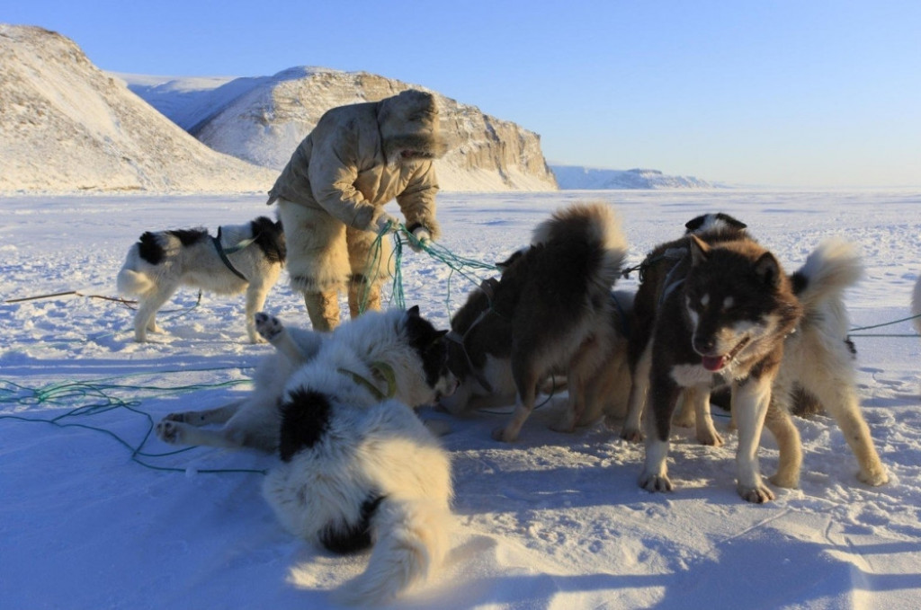 Eskimi, Grenland psi pas severni pol sneg zima