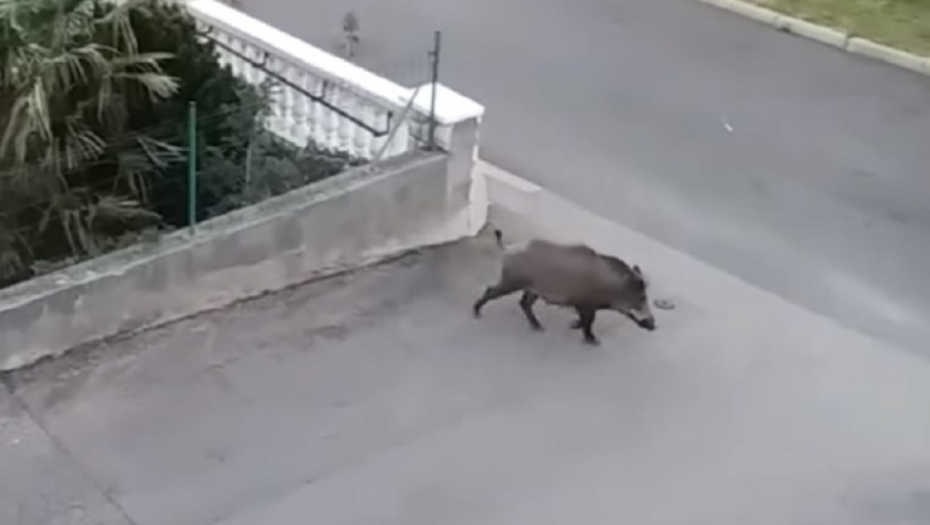 Divlja svinja, YouTube