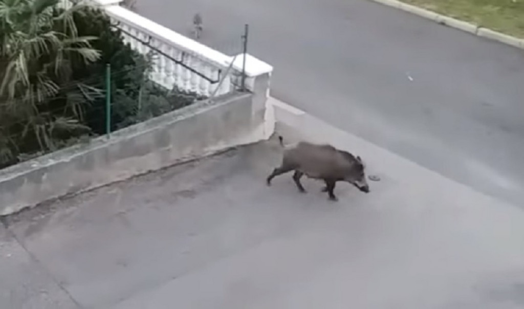 Divlja svinja, YouTube