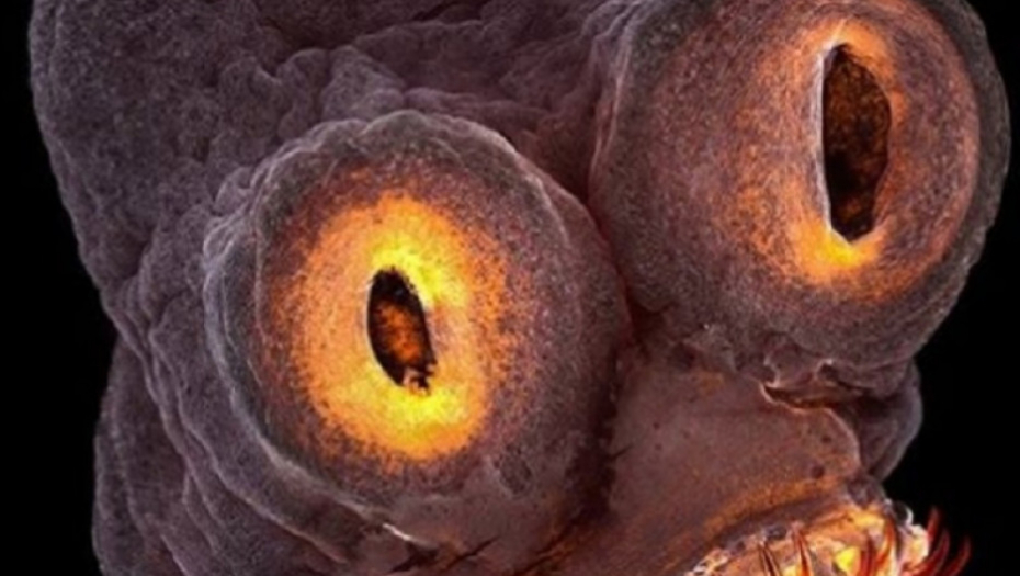 Pantljičara, Fejsbuk