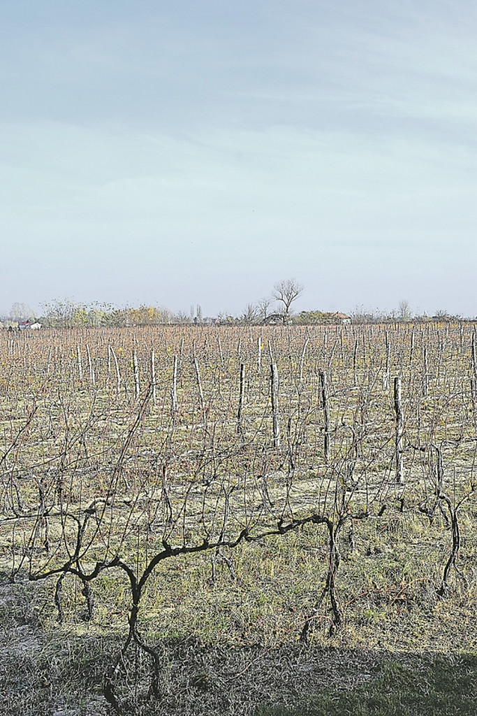Kadarka dolazi sa severa Bačke, iz okoline Palića