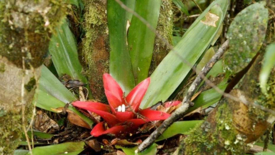Bromelija