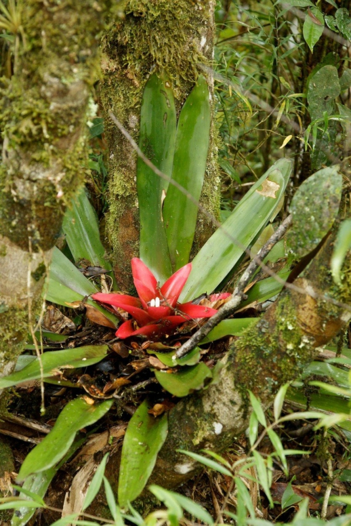 Bromelija