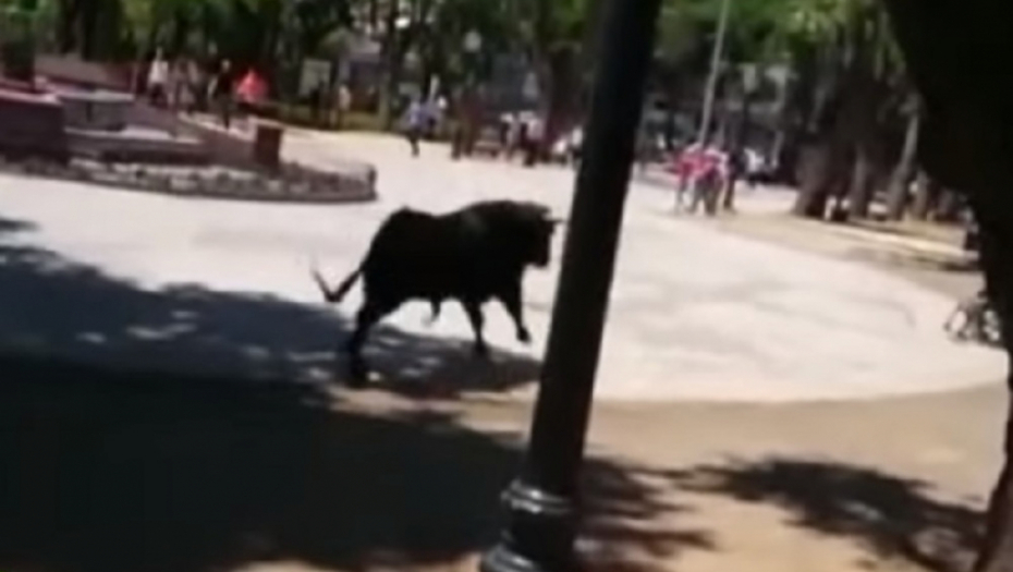 Bik nasrnuo na devojčicu u kolicima