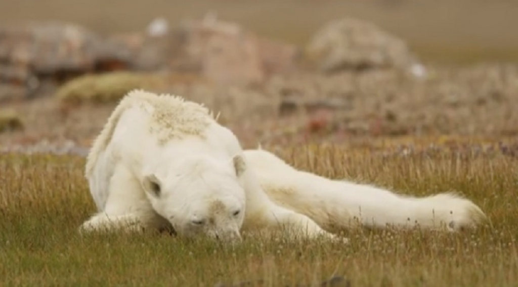 Polarni medved na samrti