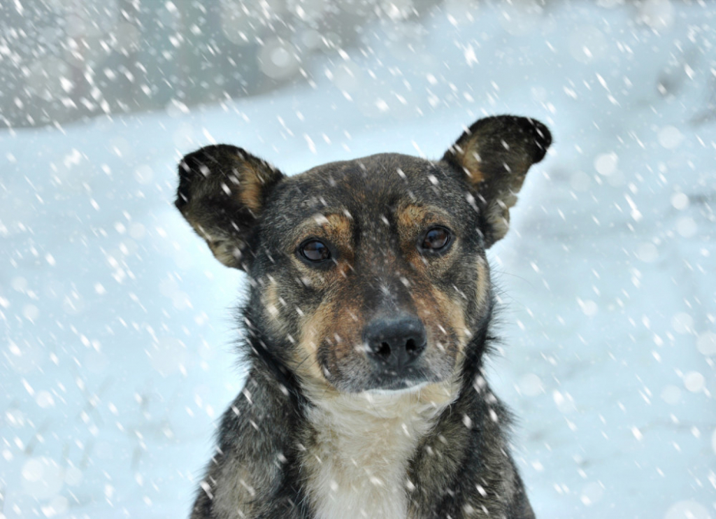 Kuče, pas, sneg, životinja