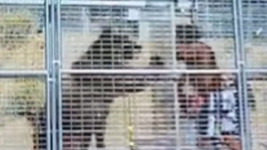 Borba medveda i MMA legende