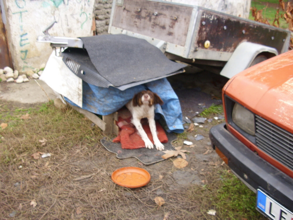 Deca zbrinula lutalicu u Leskovcu