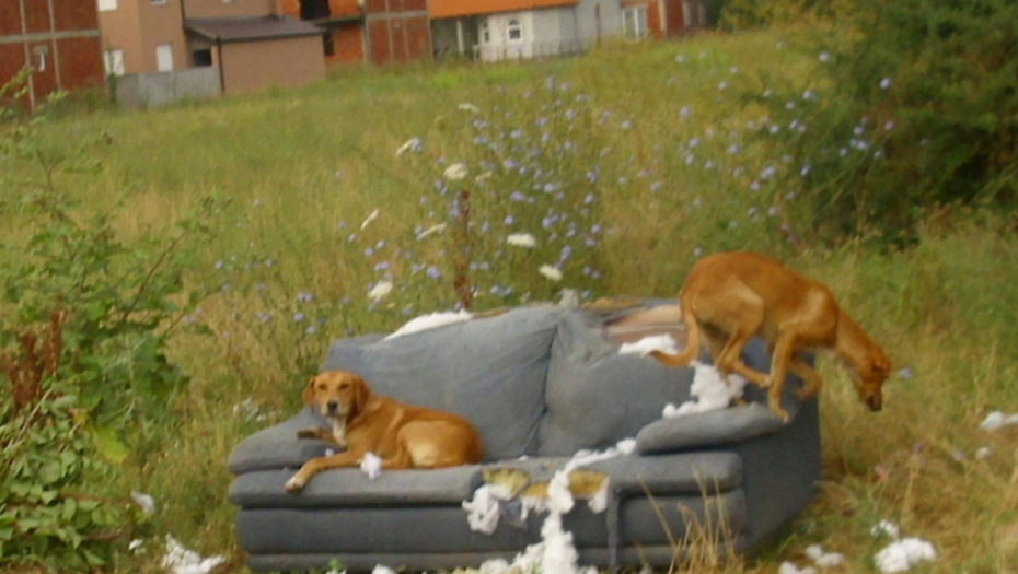 Stalno dežurstvo pasa lutalica