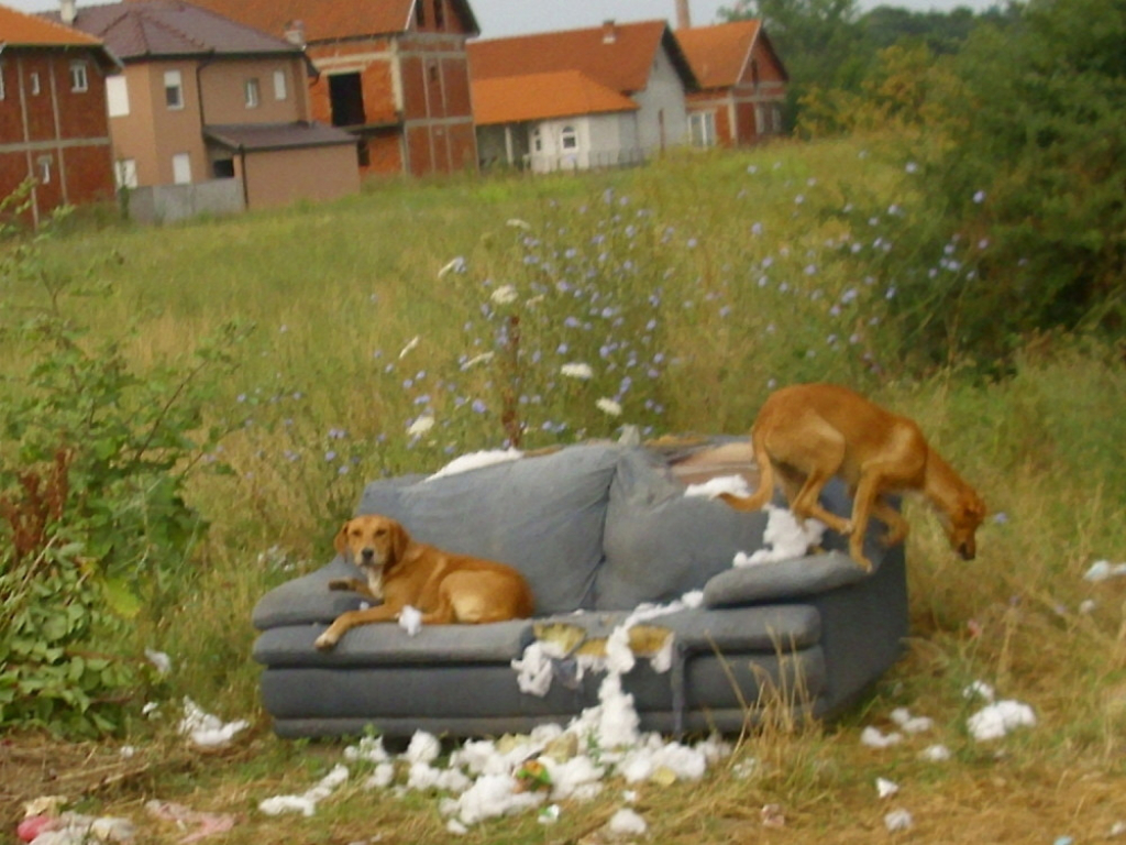 Stalno dežurstvo pasa lutalica