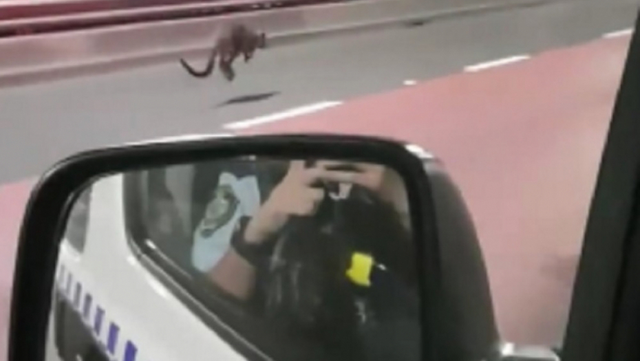 Policija u poteri za kengurom