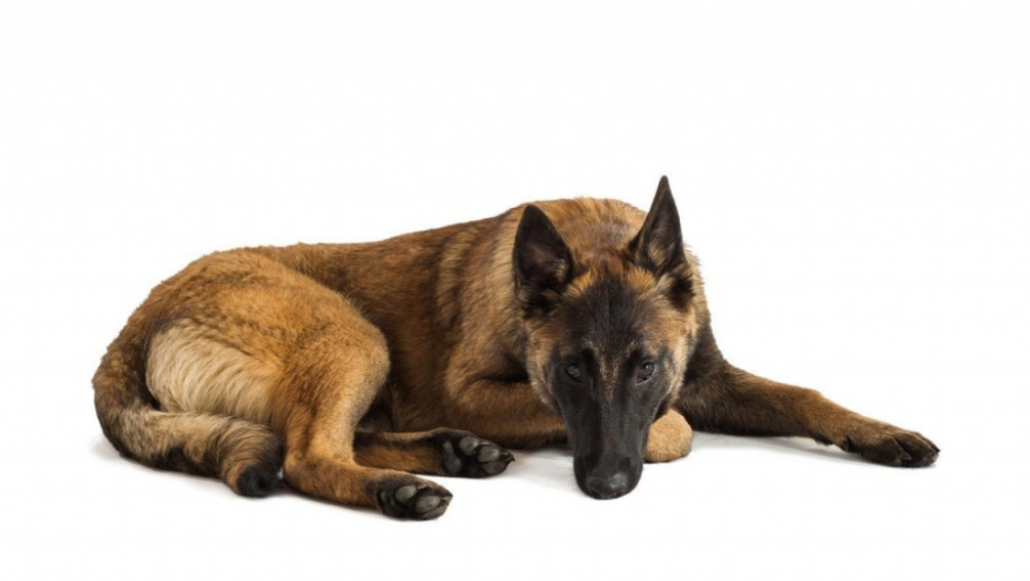 Belgijski ovčar Malino