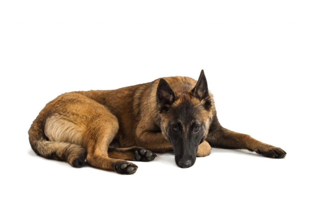 Belgijski ovčar Malino