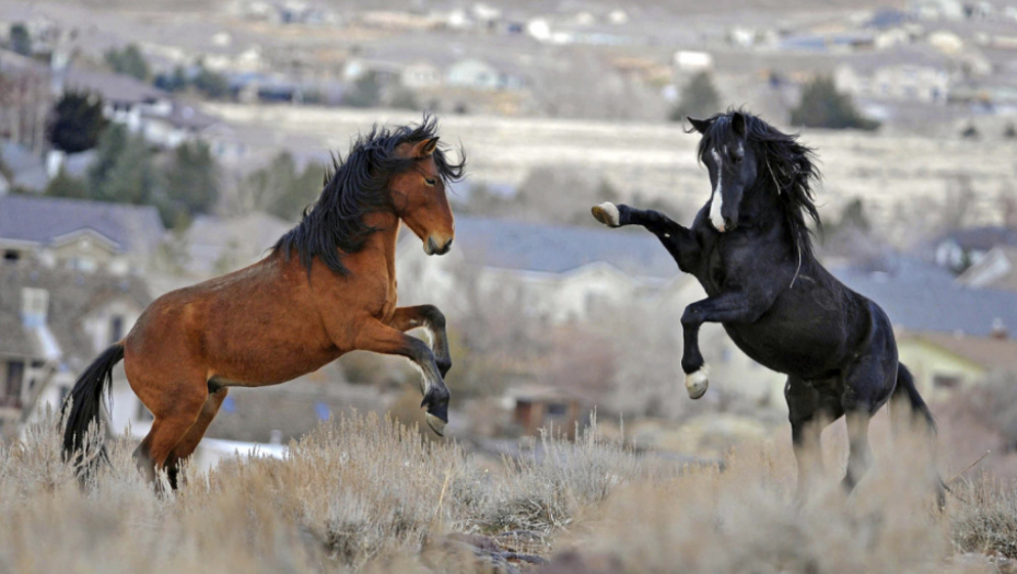Igra divljih konja u Nevadi