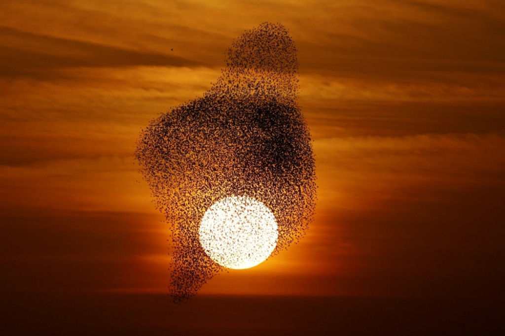 Jato ptica i zalazak Sunca