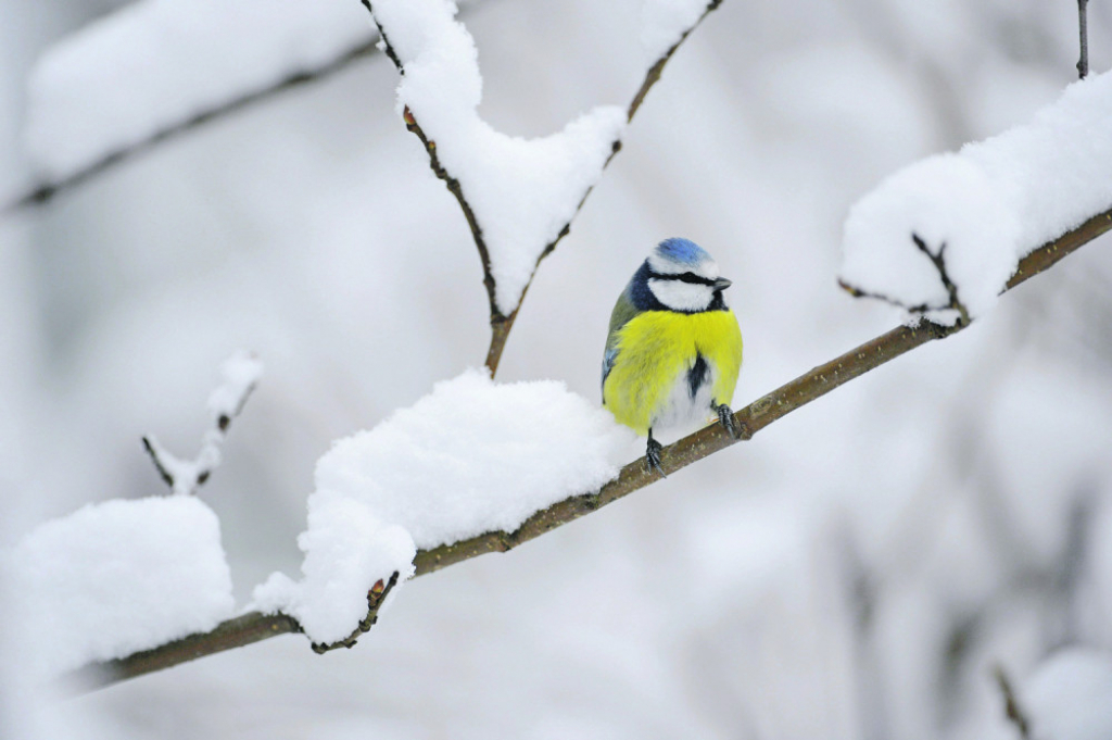 Ptica na snegu