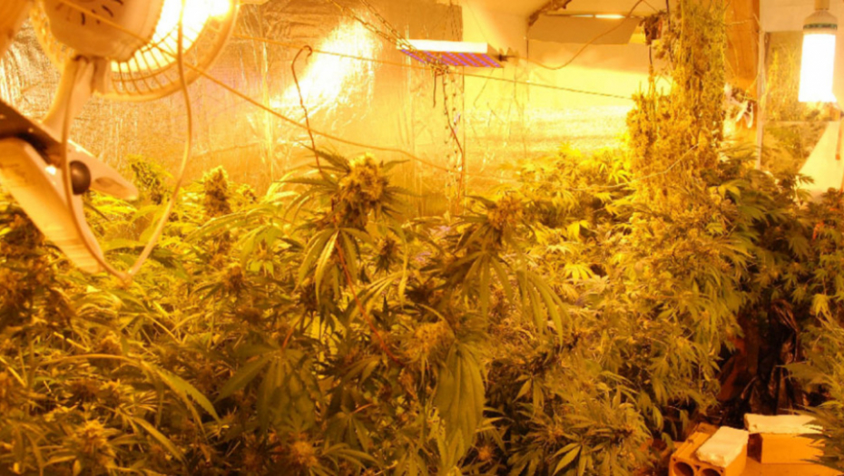 Laboratorija za proizvodnju marihuane