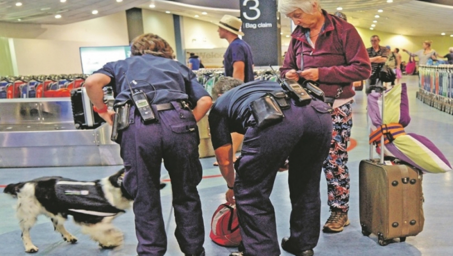 Pas, carina, šinteri