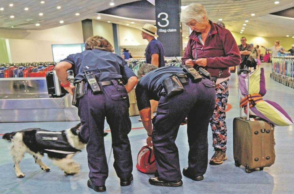 Pas, carina, šinteri