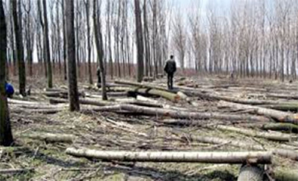 Vranje, opustošena šuma