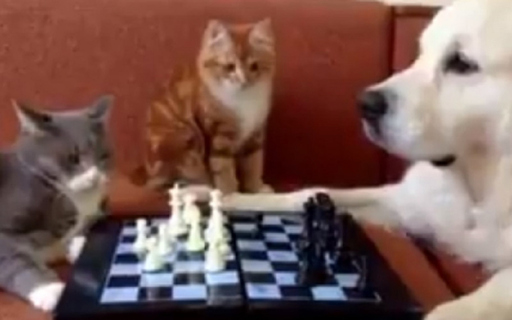  Mačka i pas igraju šah