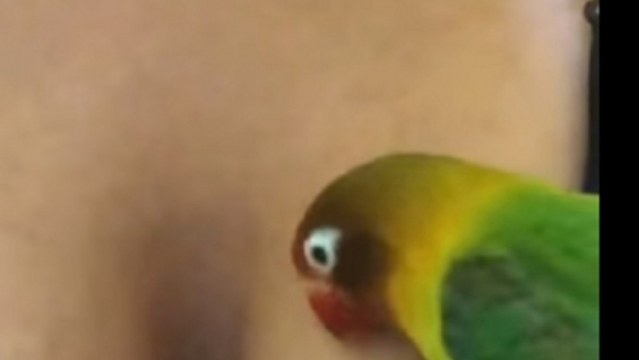 papagaj