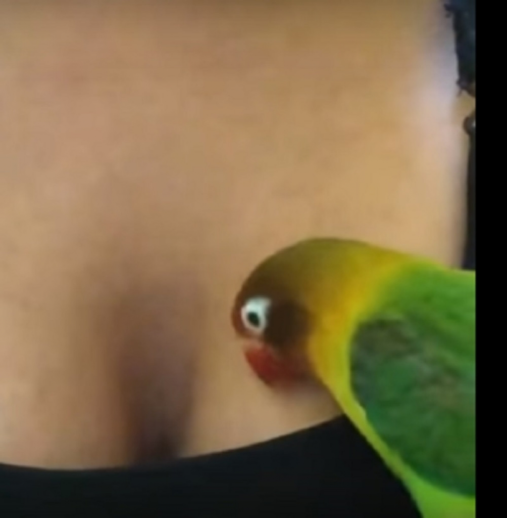 papagaj