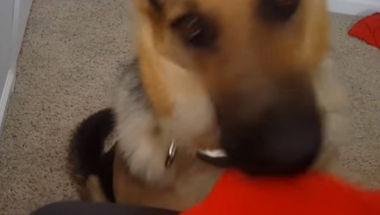 Pas naterao vlasnicu da ga mazi