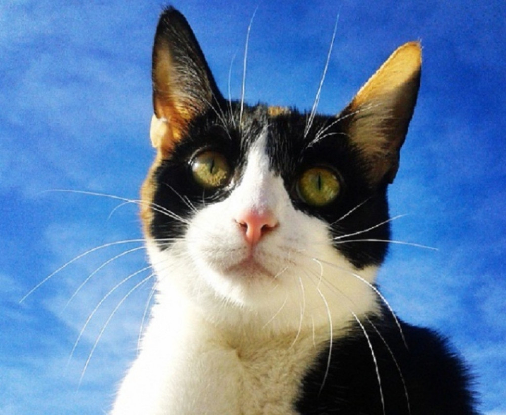 Mačka, mačke, maca, ljubimac