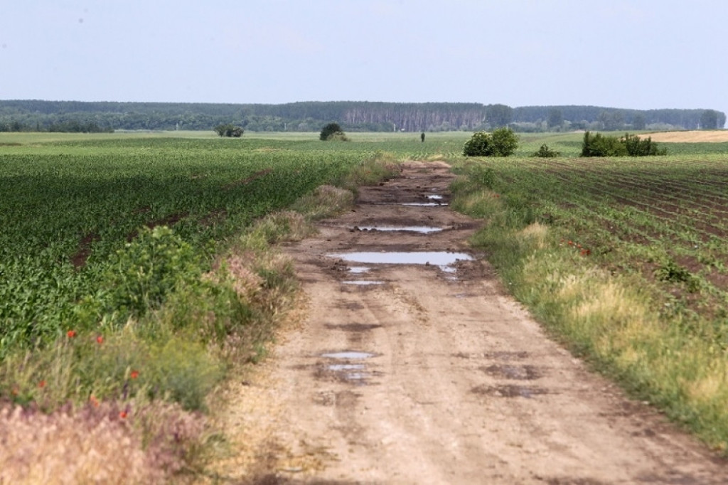 Idvor, ubistvo, njiva