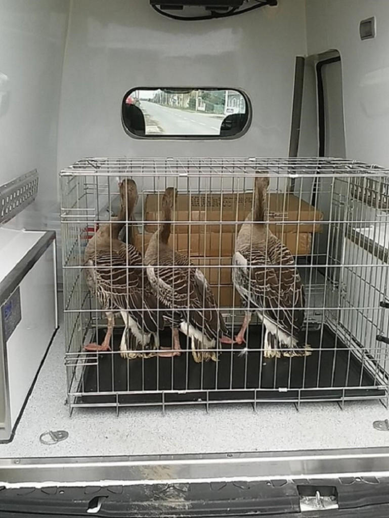 Zaplenjene divlje guske