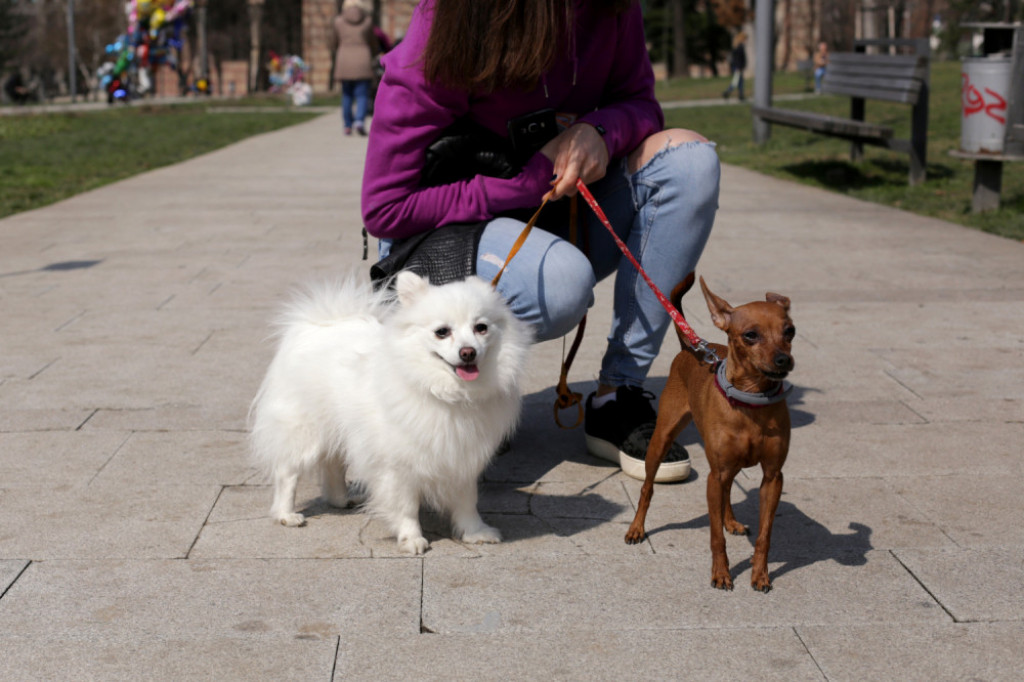 Ljubimci u Tašmajdanskom parku