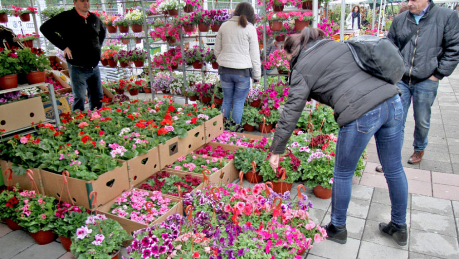 cveće, hortikultura