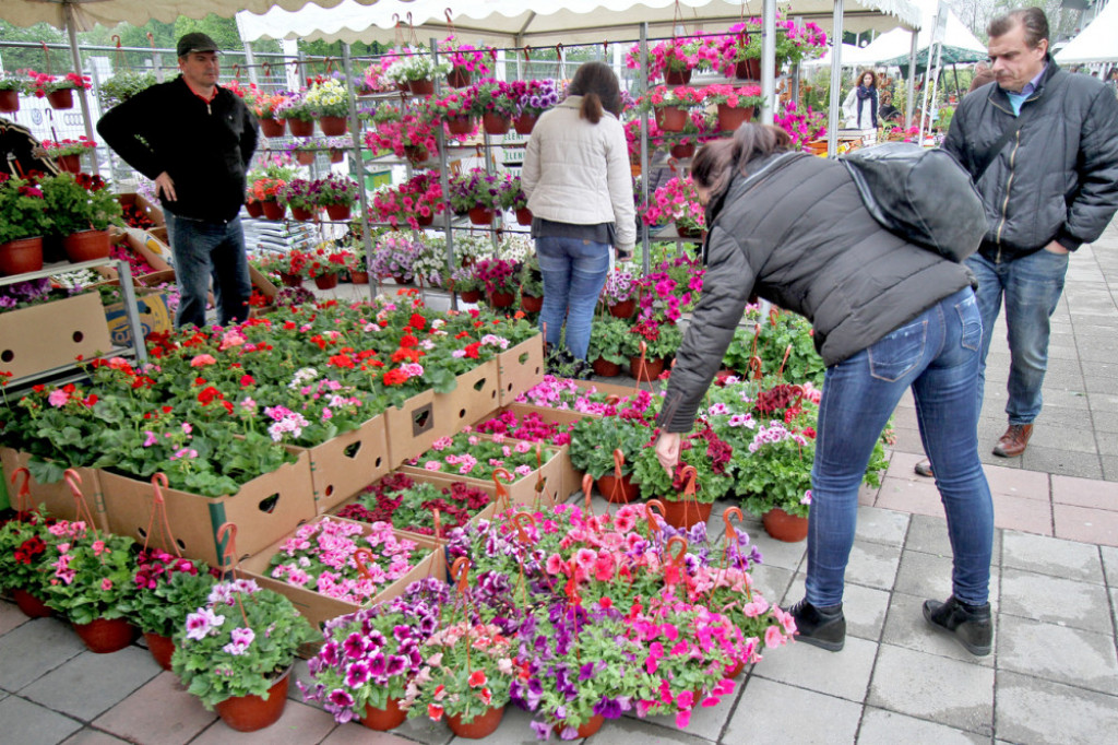 cveće, hortikultura