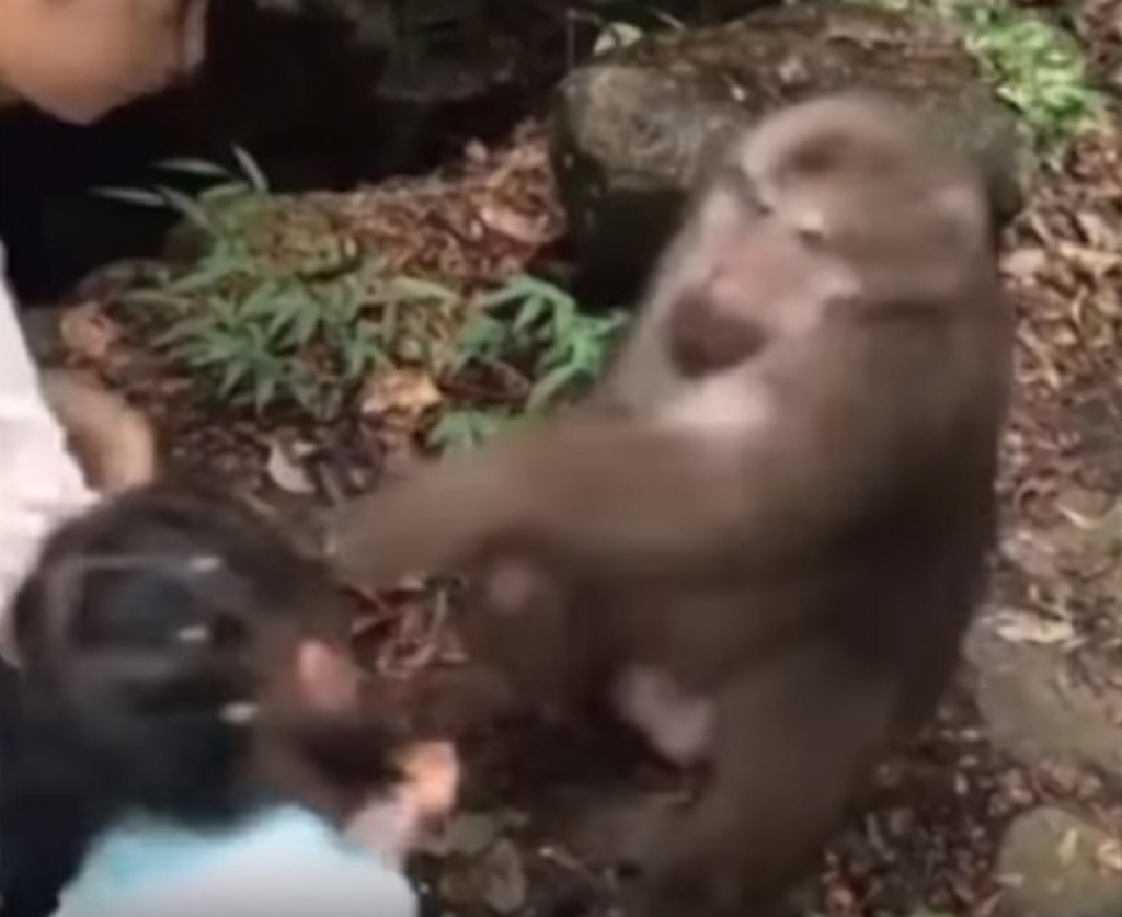 Majmun udara devojčicu pesnicom u lice
