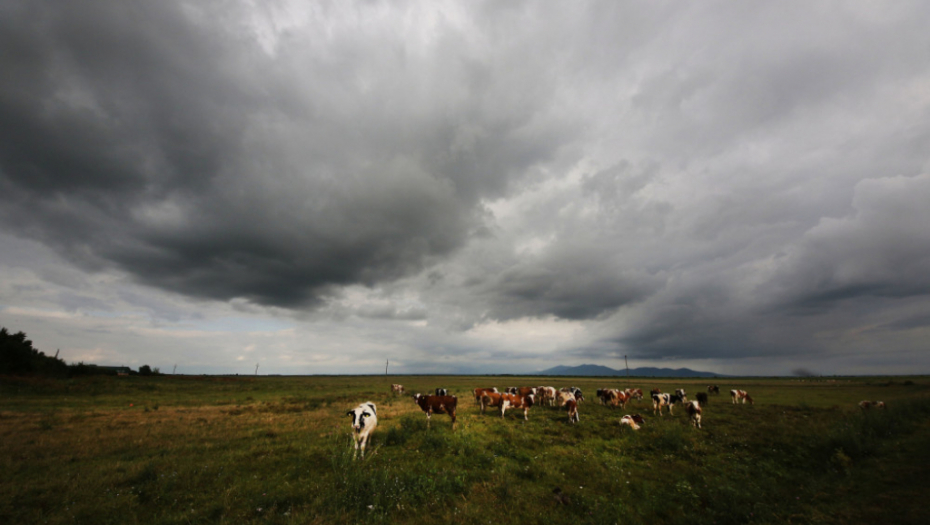 Livada krava krave oblaci