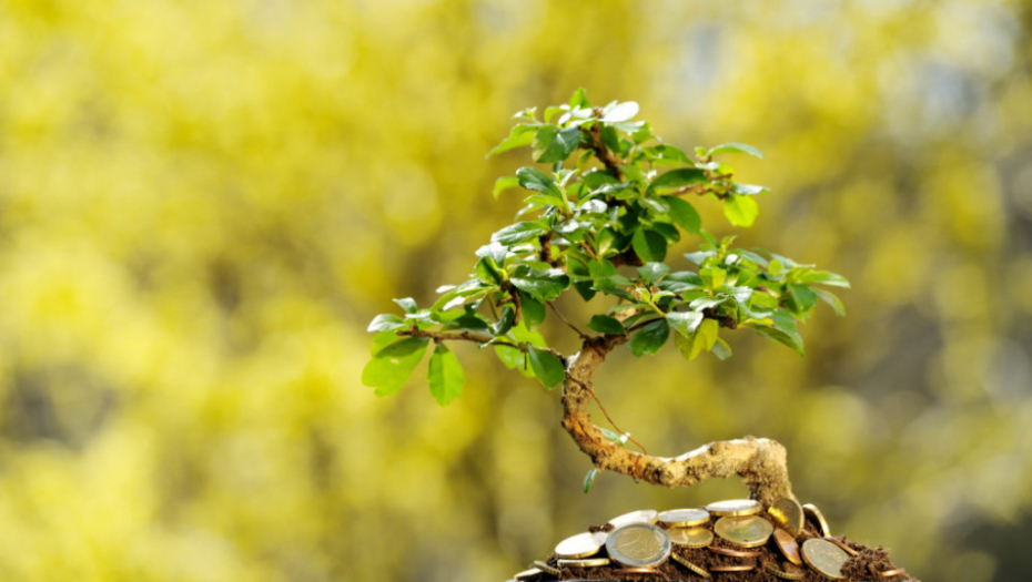 Drvo, novac, bogatstvo