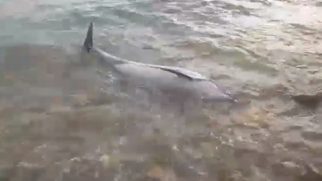 Mrtav delfin u Šibeniku