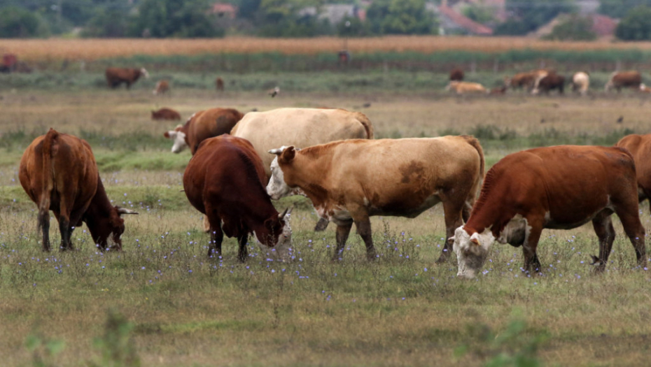 Krave krava poljoprivreda livada