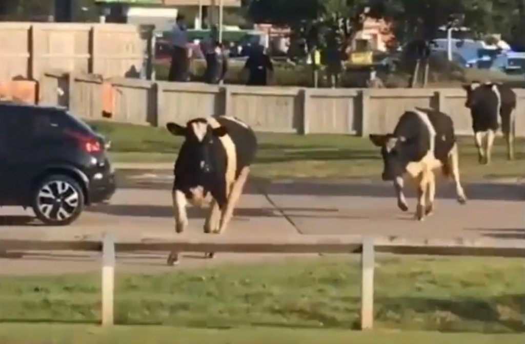 Krave napravile haos u gradu
