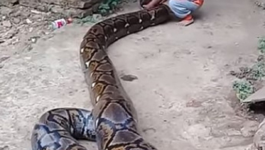 Dečak se igra sa pitonom